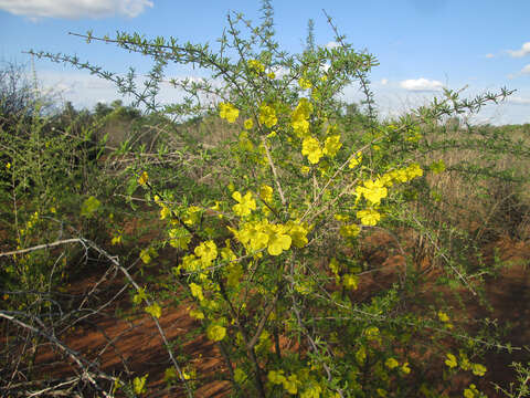 صورة Rhigozum brevispinosum Kuntze