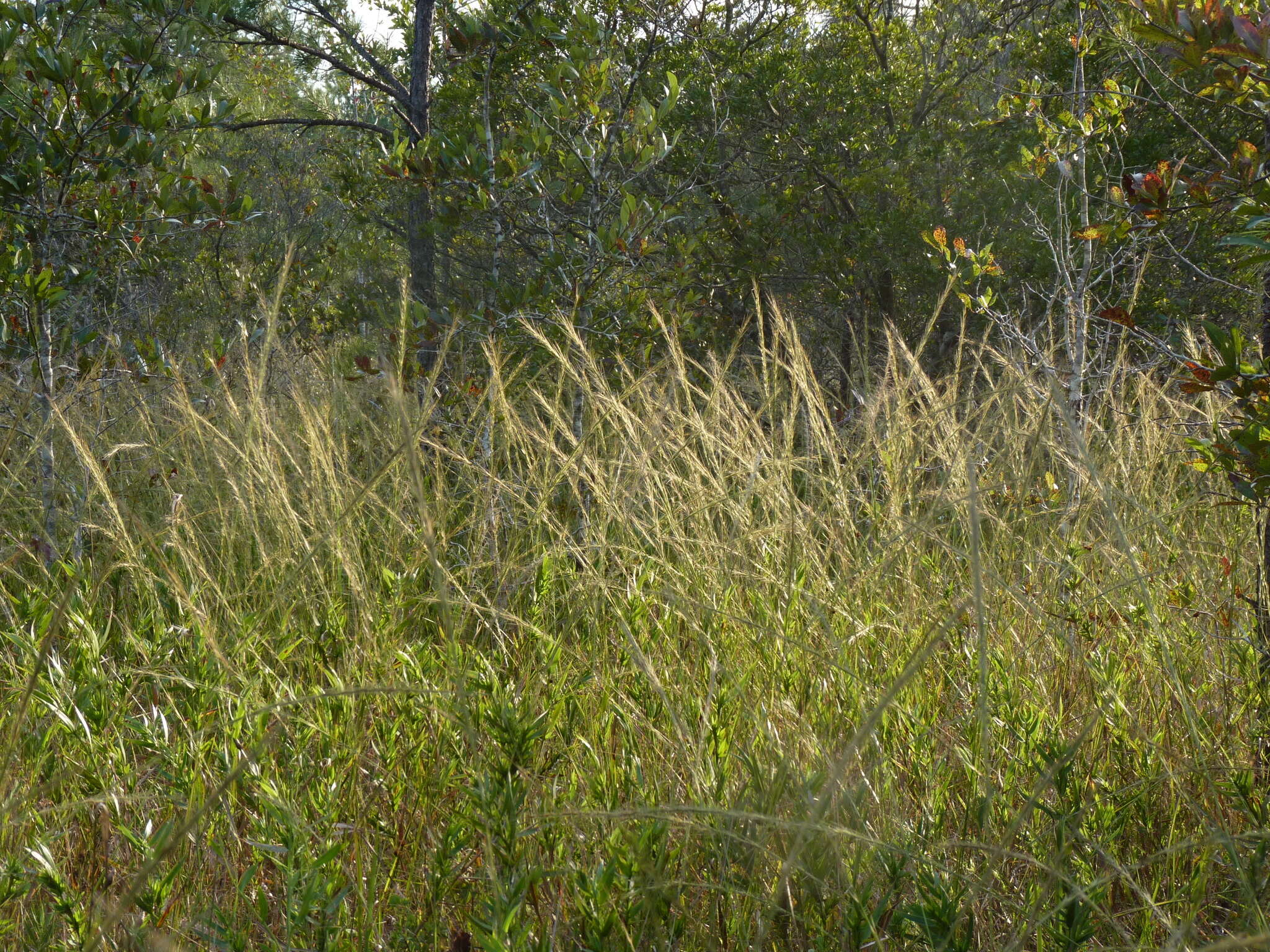 Image of longleaf threeawn