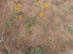 Image of Osteospermum hyoseroides (DC.) T. Norl.