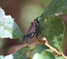 Image de Chromacris nuptialis (Gerstaecker 1873)