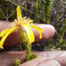 صورة Senecio pinifolius (L.) Lam.