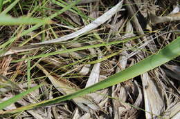 Слика од Leptodactylus gracilis (Duméril & Bibron 1840)