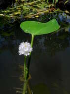 Image of Tropical Pickerelweed