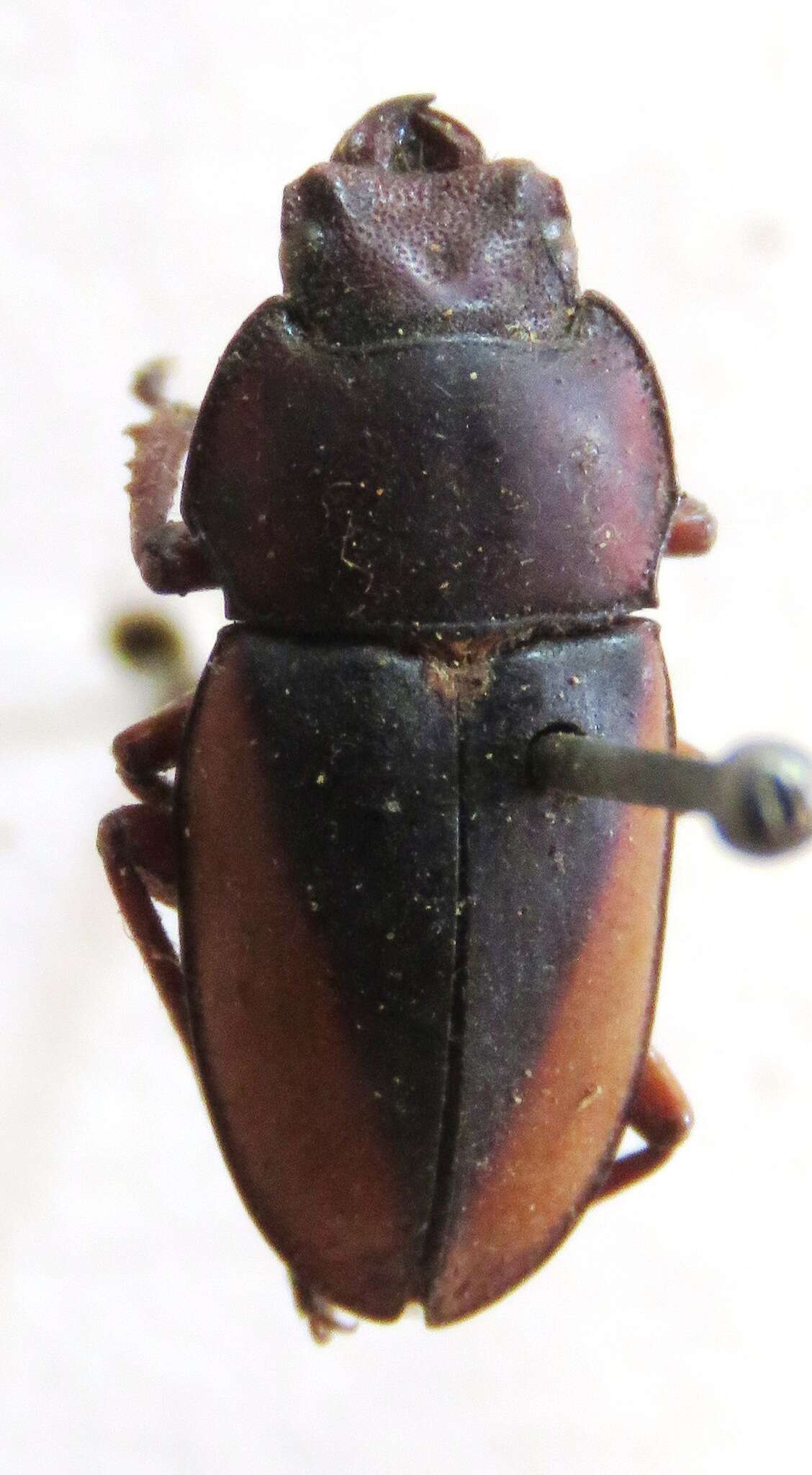 Image of Leptinopterus v-nigrum (Hope 1845)