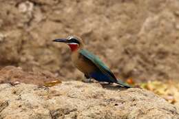 Image of White-fronted Bee-eater