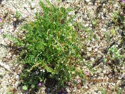 Image of Astragalus pelecinus (L.) Barneby