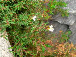 Image of Frankenia ericifolia Chr. Sm.