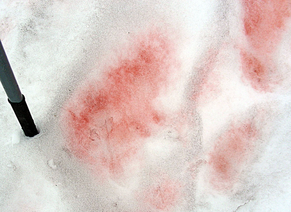 Image of snow alga