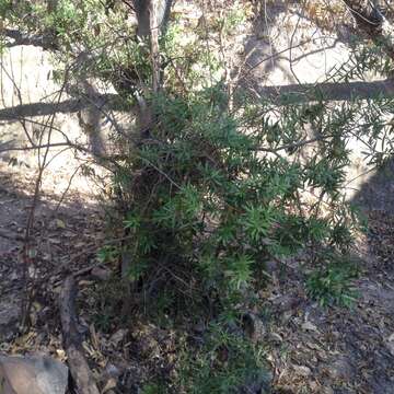 Image of Bonellia macrocarpa subsp. pungens (A. Gray) B. Ståhl & Källersjö