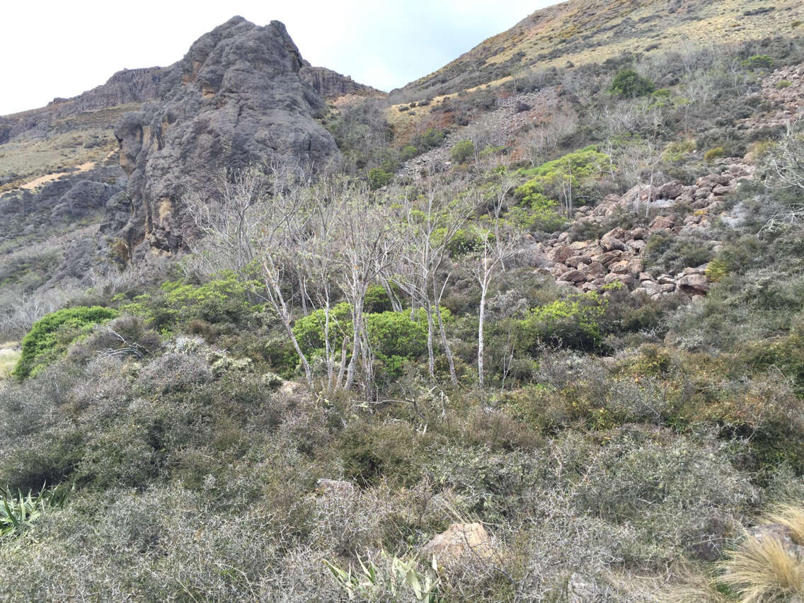 Image of Mountain Ribbon Wood