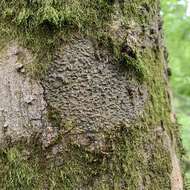 Image of Ravenel's wart lichen