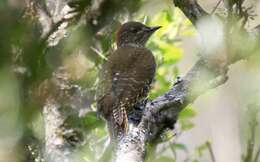 Image of Knysna Woodpecker