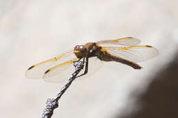 Image of Red-veined Meadowhawk
