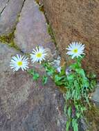 Слика од Erigeron howellii (A. Gray) A. Gray