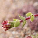 Crassula obovata Haw. resmi