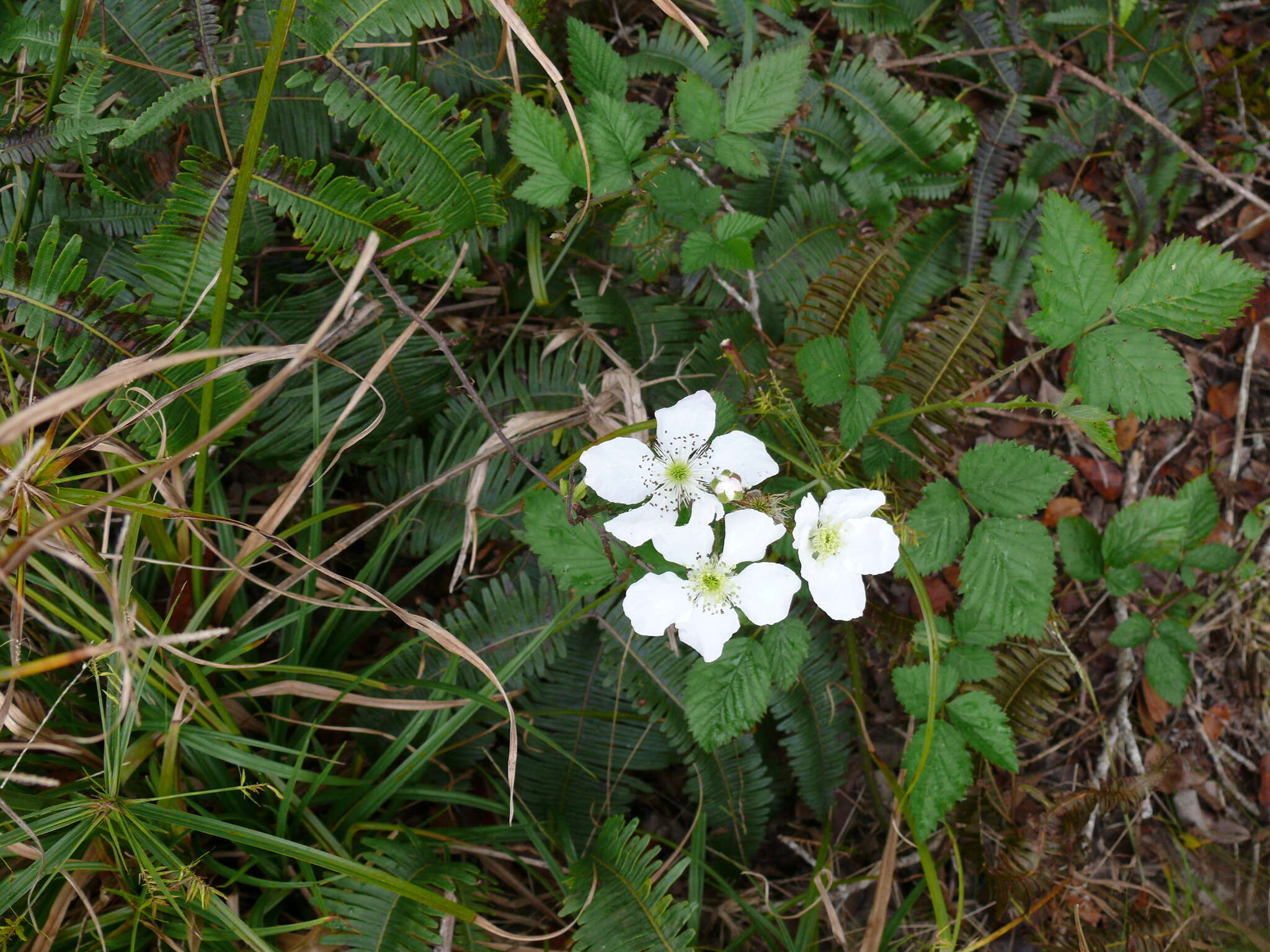 Sivun Rubus argutus Link kuva