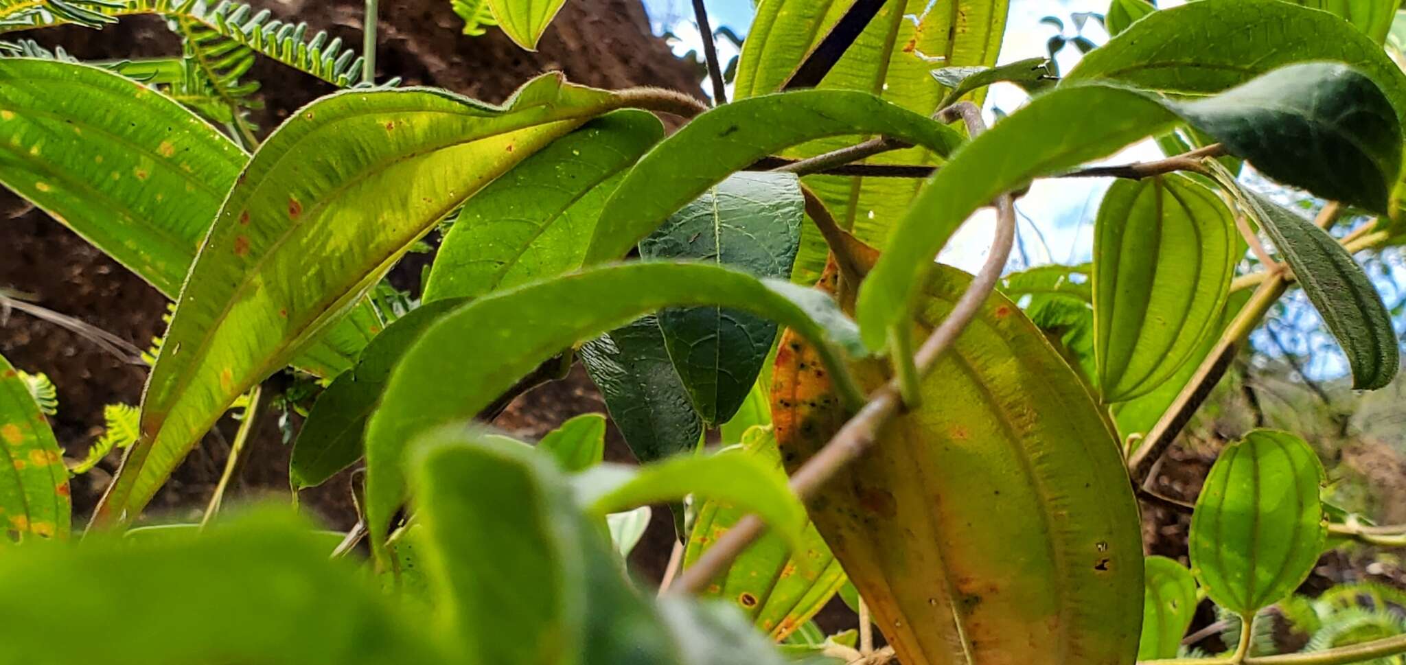 Image of Mandevilla hirsuta (Richard) Malme