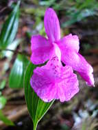 صورة Sobralia amabilis (Rchb. fil.) L. O. Williams