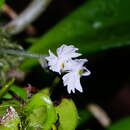 Imagem de Cheirostylis chinensis Rolfe