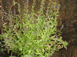 Слика од Stemodia durantifolia (L.) Sw.