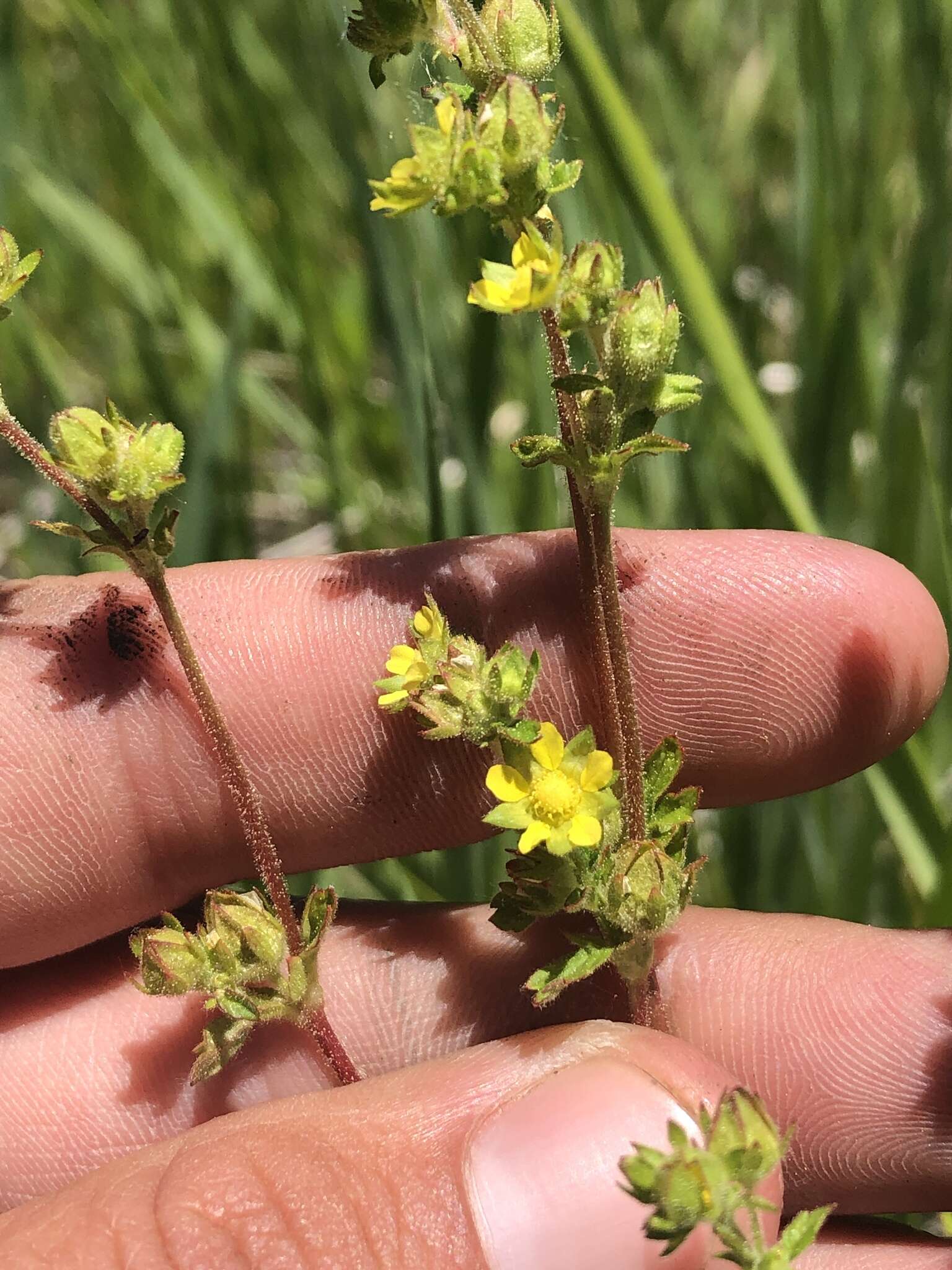 Image of biennial cinquefoil