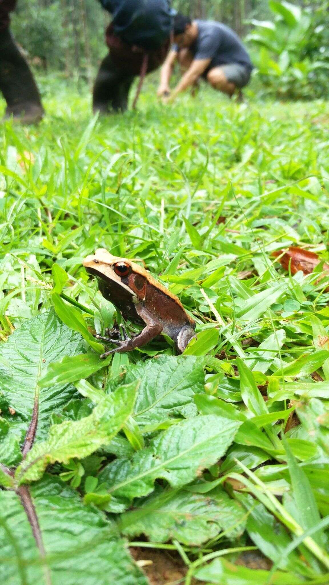 Image of Bicolored frog