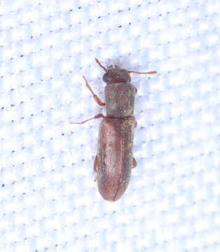 Image of Powderpost beetle