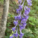 Image of Delphinium fissum Waldst. & Kit.