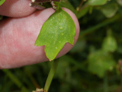 Image of Cardamine bonariensis Pers.