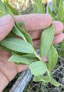 Image of velvety goldenrod