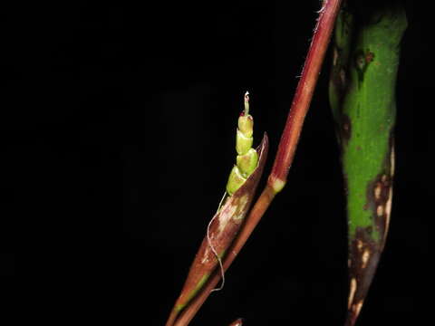 Image of diploperennial teosinte