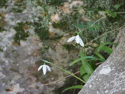 Image of Galanthus ikariae Baker