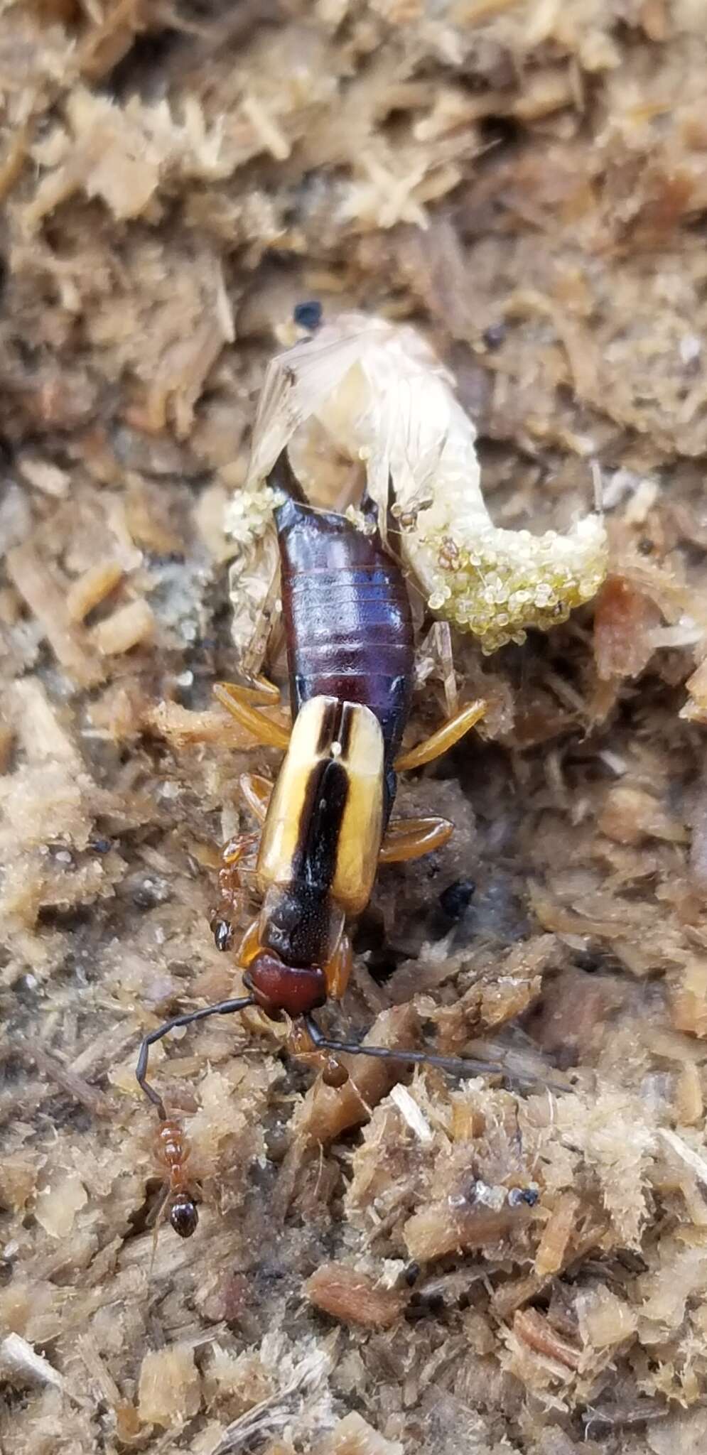 Image of Lined Earwig