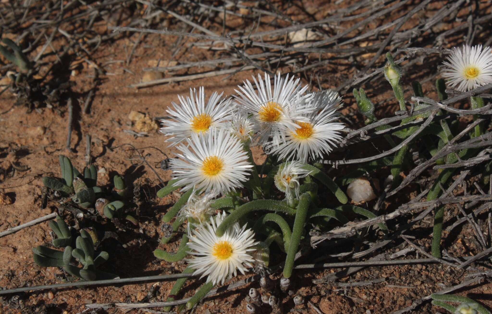 Image of Monilaria moniliformis (Thunb.) Ihlenf. & Joergens.