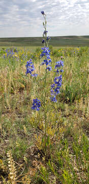 Image of Geyer's larkspur