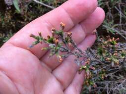 Image of woolly beachheather