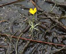 Image of little floating bladderwort