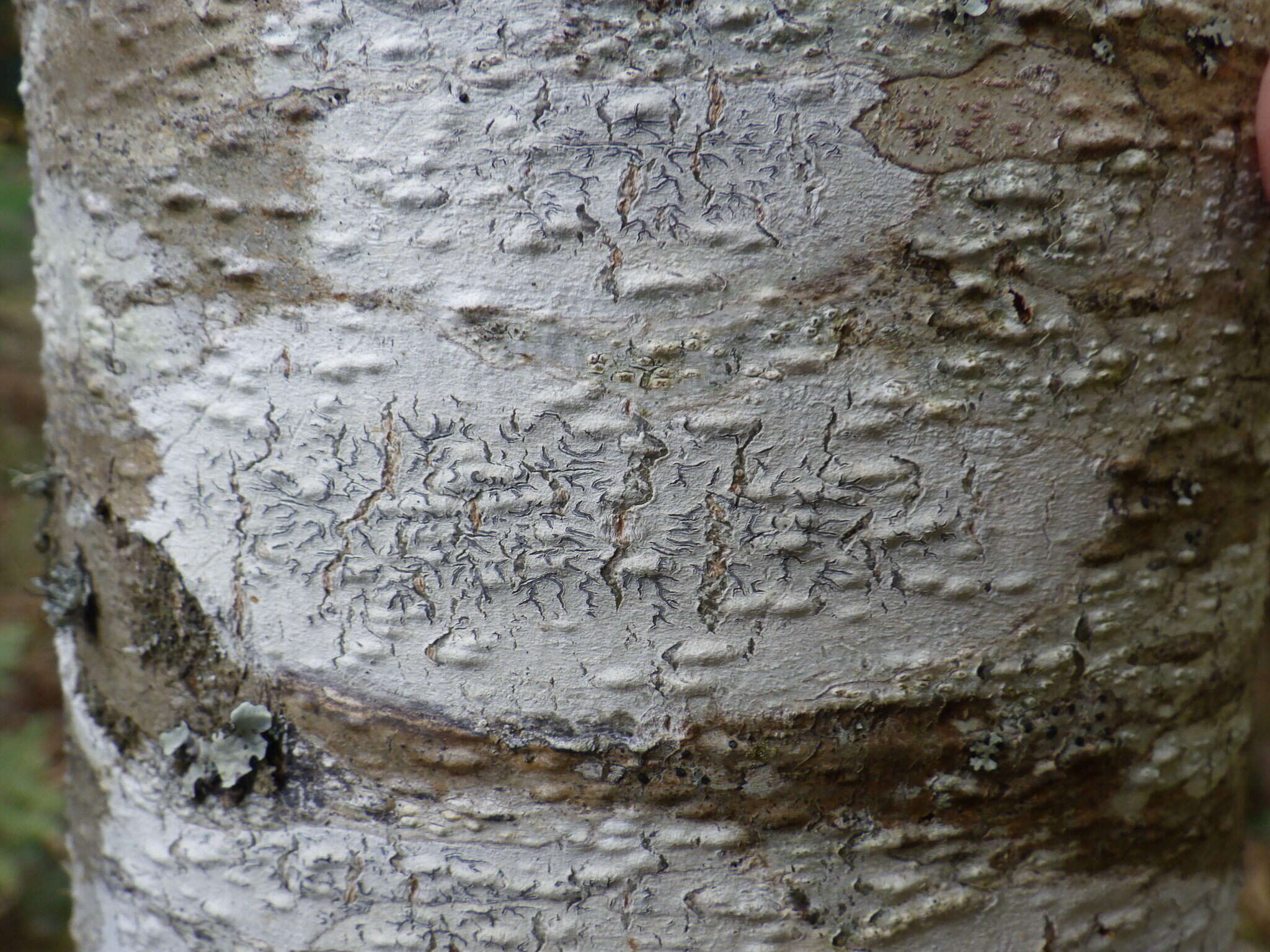 Image of tree phaeographis