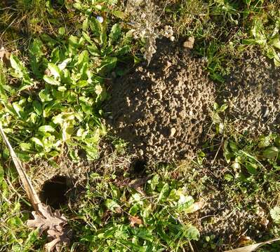 Image of Mediterranean Pine Vole