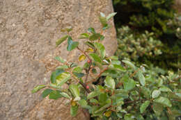 Image of Elaeagnus oldhamii Maxim.