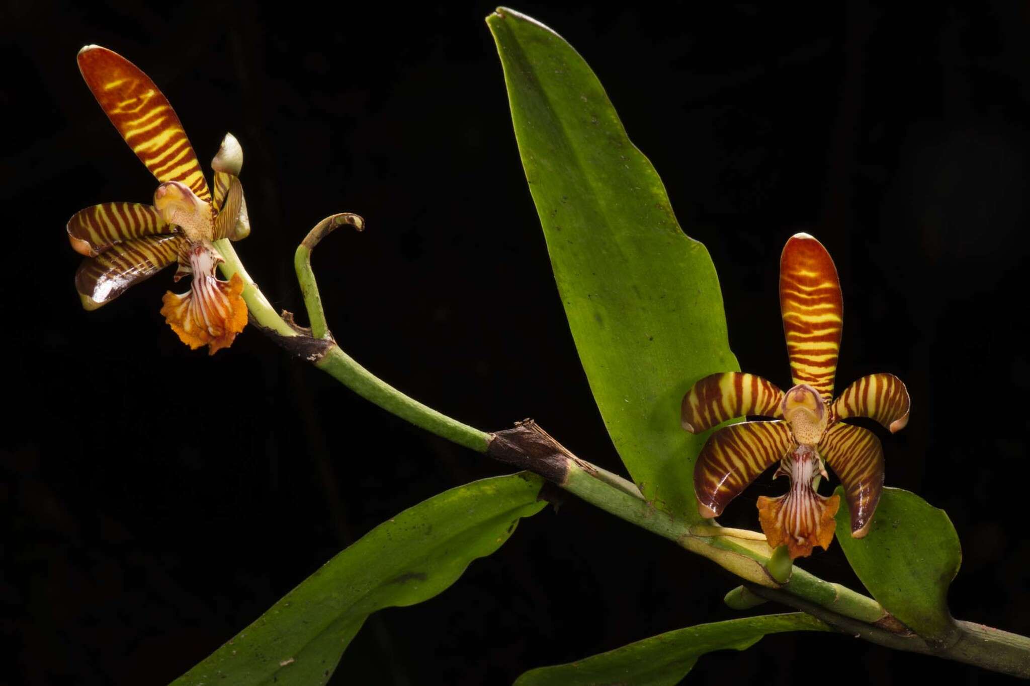 Imagem de Arachnis clarkei (Rchb. fil.) J. J. Sm.