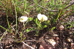 Image of Lotononis acuminata Eckl. & Zeyh.