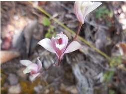 Image of Bletia lilacina A. Rich. & Galeotti