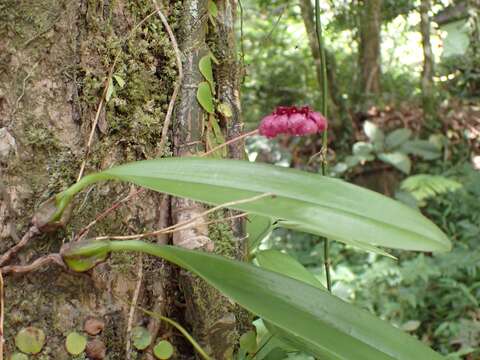 Image of Bulbophyllum corolliferum J. J. Sm.