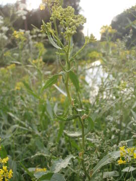 Image of Austrian Field Cress