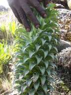 Image of Lobelia deckenii subsp. deckenii