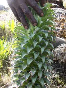 Imagem de Lobelia deckenii subsp. deckenii