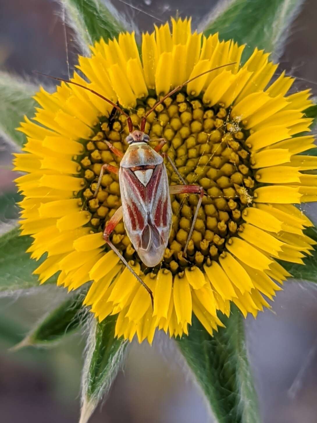 Image of Calocoris roseomaculatus (De Geer 1773)