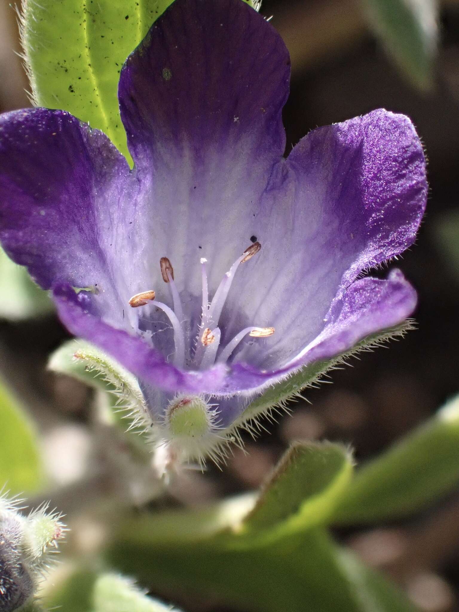 Phacelia davidsonii A. Gray resmi