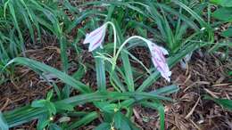 Crinum ornatum (Aiton) Herb. resmi